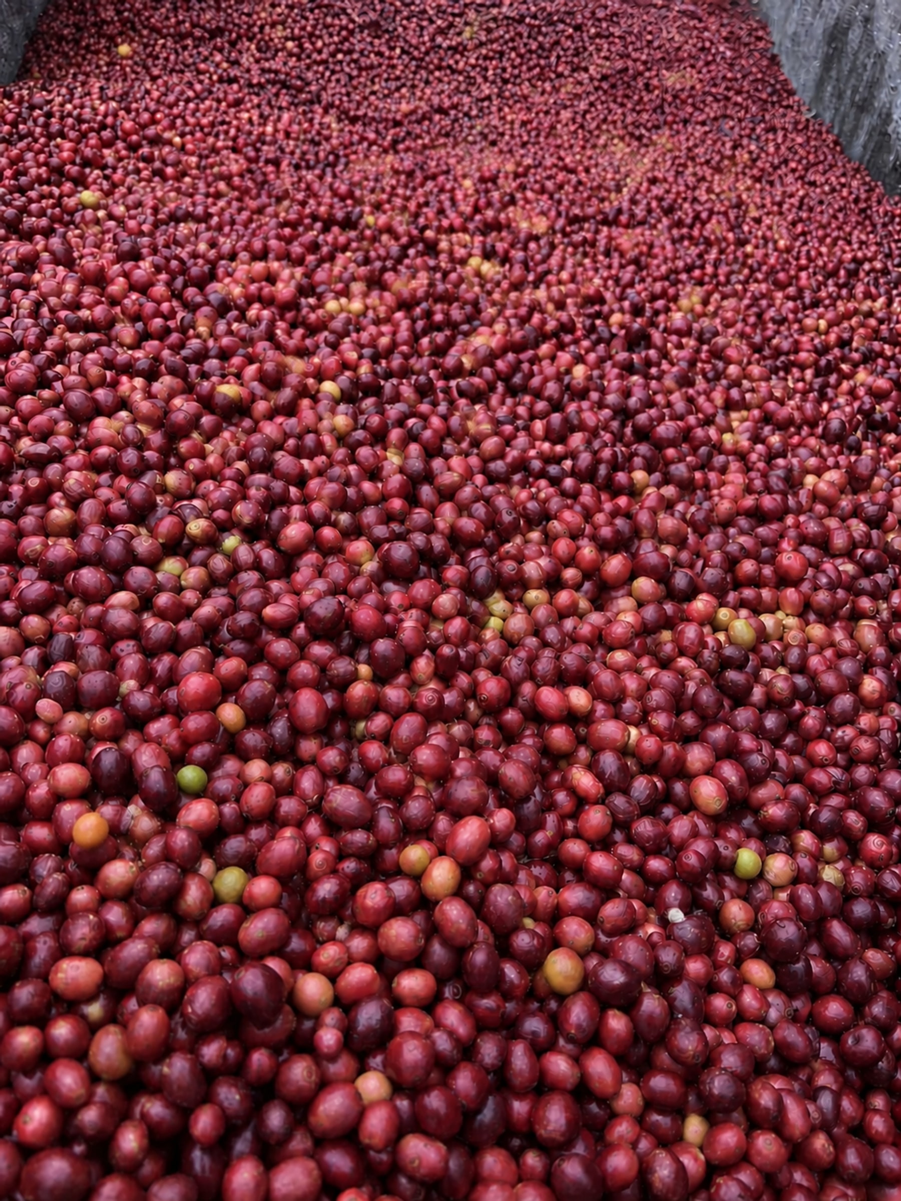Coffee cherries with natural ripeness variation