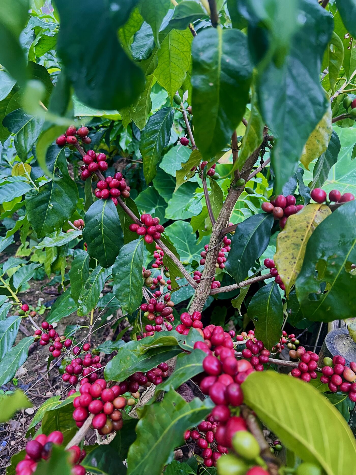 Ripe coffee cherries in Pu'er, Yunnan